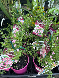 Boronia 'Pink Passion' (Boronia crenulata) - Ladybird Nursery