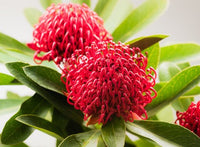 Waratah Shady Lady® (Telopea) - Ladybird Nursery