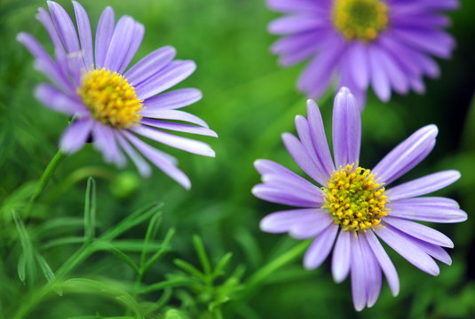 Swan River Daisy Mauve Delight (Brachyscome)