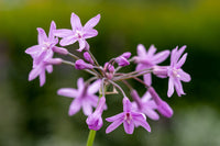 Society Garlic Starburst (Tulbaghia violacea)