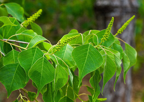 Chinese Tallow Bush Form (Triadica sebifera)