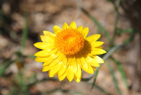Strawflower Diamond Head (Xerochrysum bracteatum)
