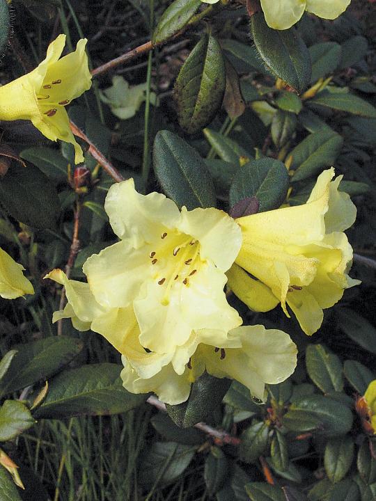 Rhododendron Lemon Mist
