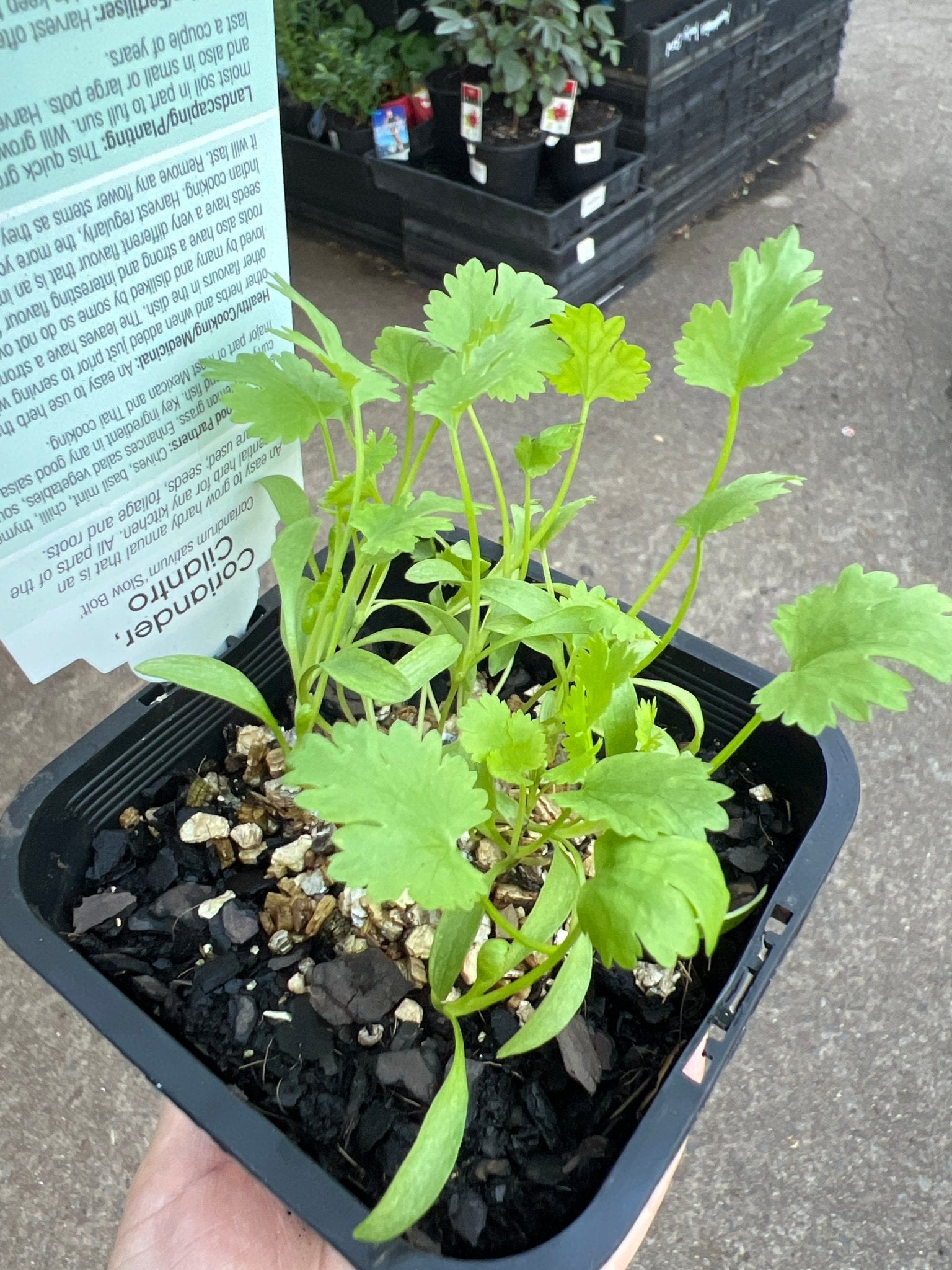 Coriander 'Slow Bolt' (Pickup Only) - Ladybird Nursery