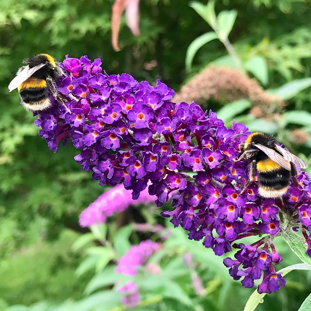 Butterfly Bush Black Knight (Buddleja davidii)