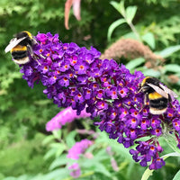 Butterfly Bush Black Knight (Buddleja davidii)
