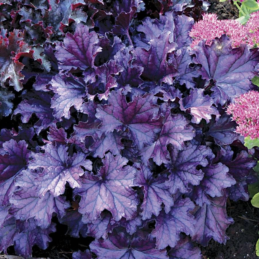Heuchera Forever Purple - Ladybird Nursery