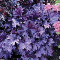 Heuchera Forever Purple - Ladybird Nursery