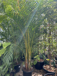 Golden Cane Palms 300mm (PICK UP ONLY)