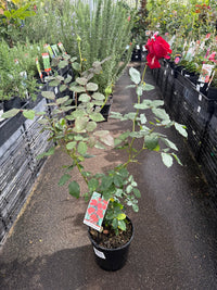 Rose ‘City of Belfast' (Rosa) - Ladybird Nursery