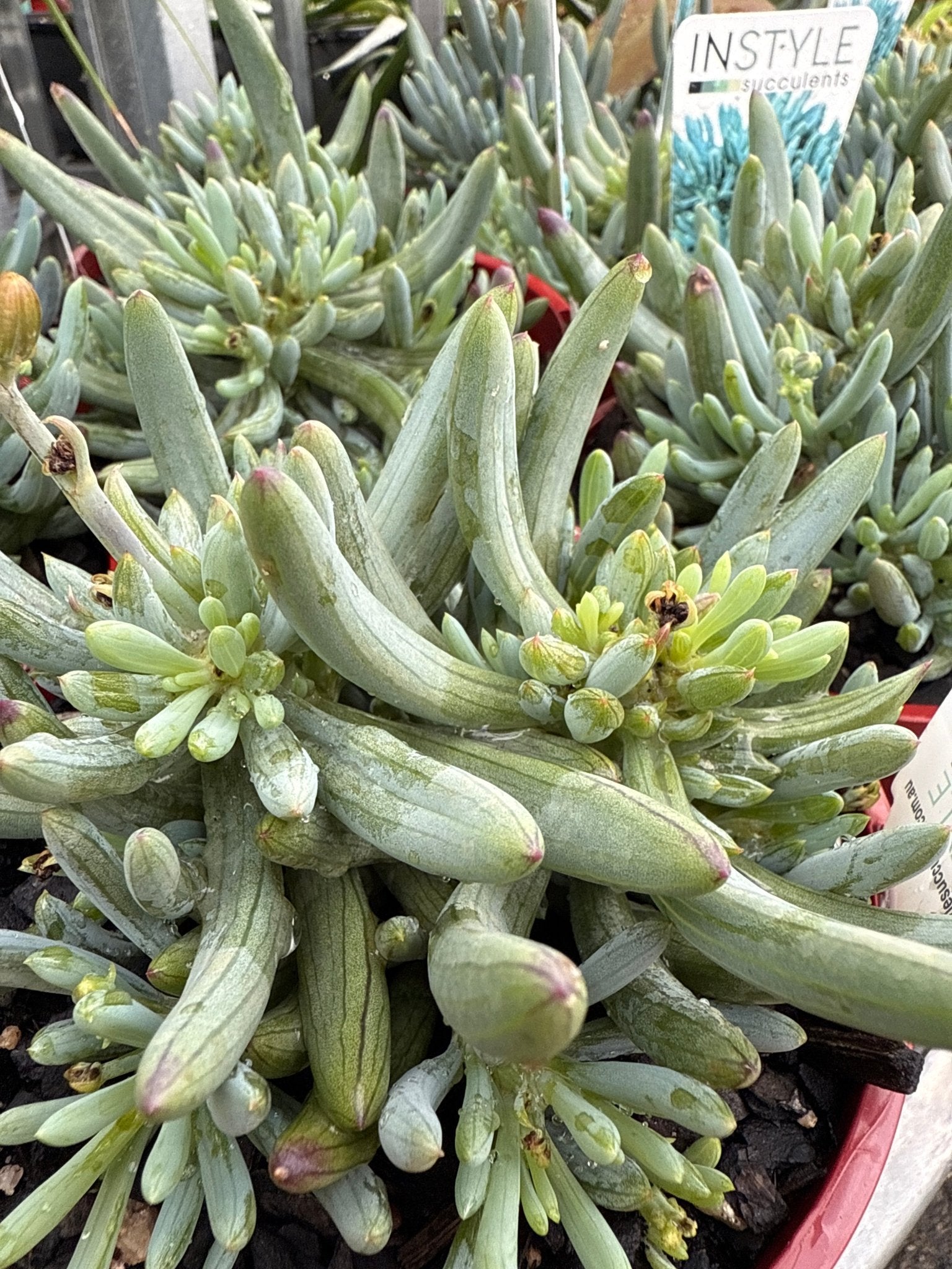 Dwarf Chalk Sticks (Senecio serpens) - Ladybird Nursery