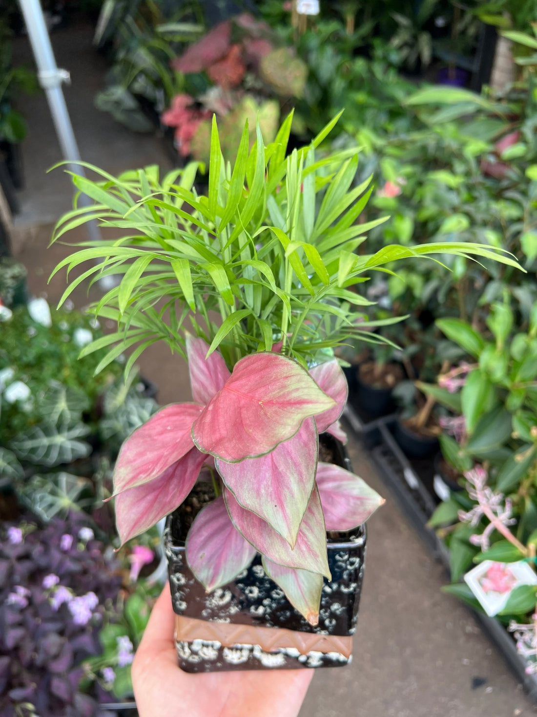 Small Indoor Plant Assortment in Ceramic Pots - Ladybird Nursery