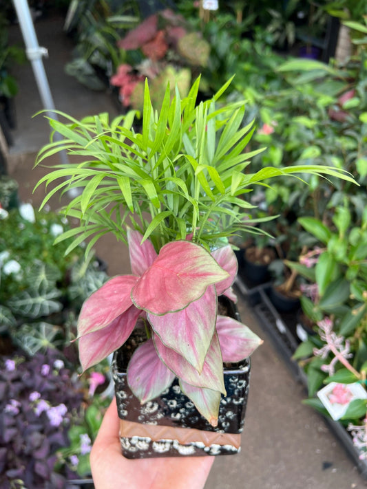 Small Indoor Plant Assortment in Ceramic Pots - Ladybird Nursery