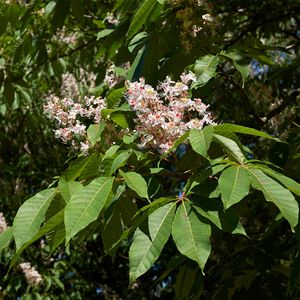 Indian Horse Chestnut (Aesculus indica) - Ladybird Nursery