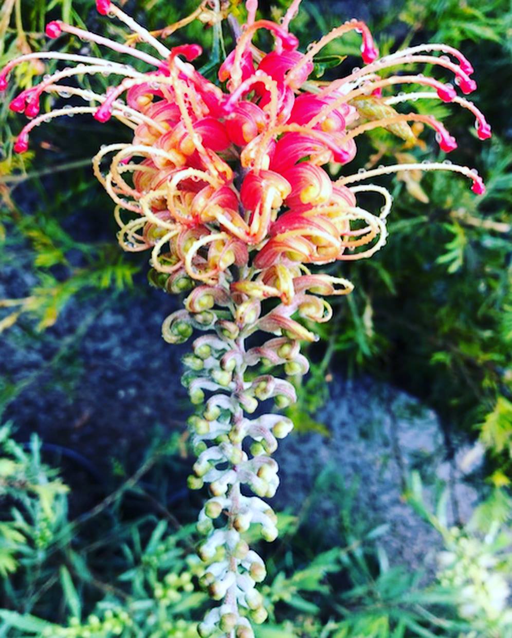 Grevillea Strawberry Sundae - Ladybird Nursery