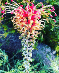 Grevillea Strawberry Sundae