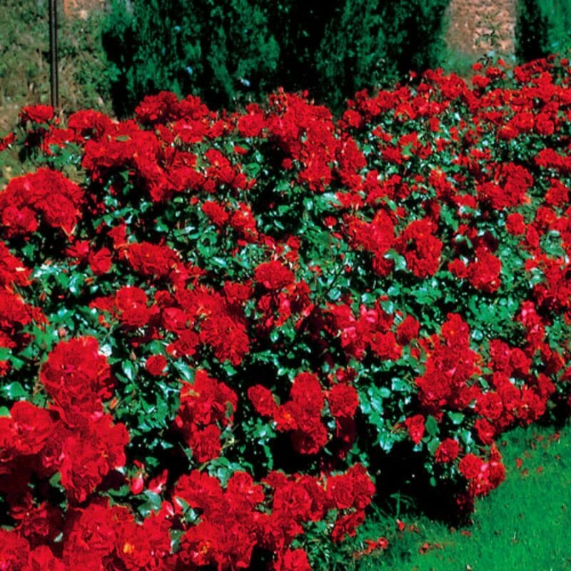 Rose La Sevillana 3 ft Standards (Rosa) - Ladybird Nursery