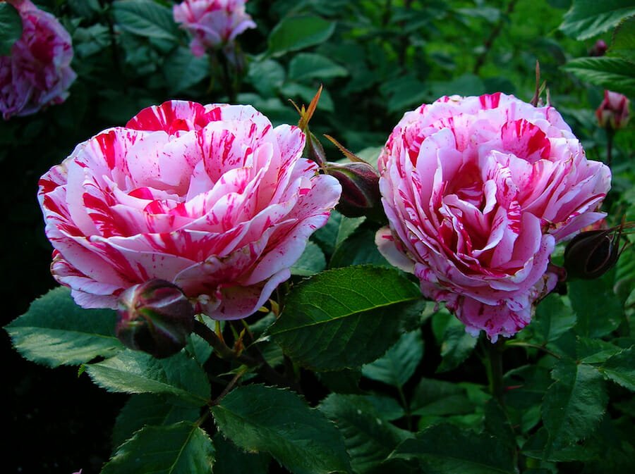 Rose Candy Stripe 3 ft Standards (Rosa) - Ladybird Nursery