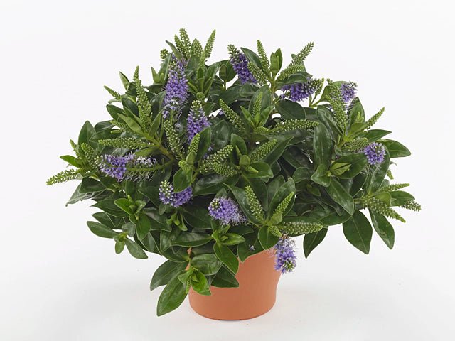 Hebe Kiwi Akiri - Ladybird Nursery