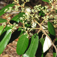 Red Ash (Alphitonia excelsa) - Ladybird Nursery
