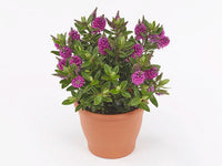 Hebe Kiwi Akiri - Ladybird Nursery