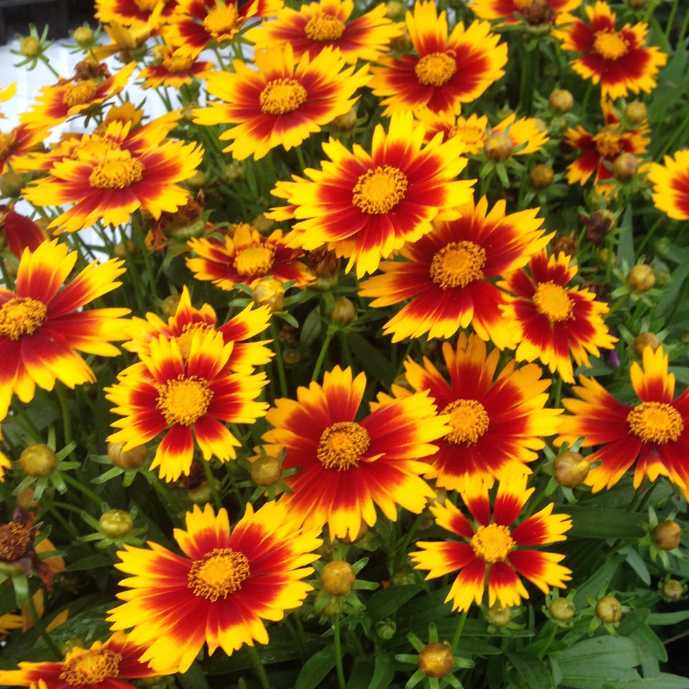 Tickseed (Coreopsis UpTick™) - Ladybird Nursery