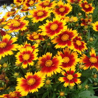 Tickseed (Coreopsis UpTick™)