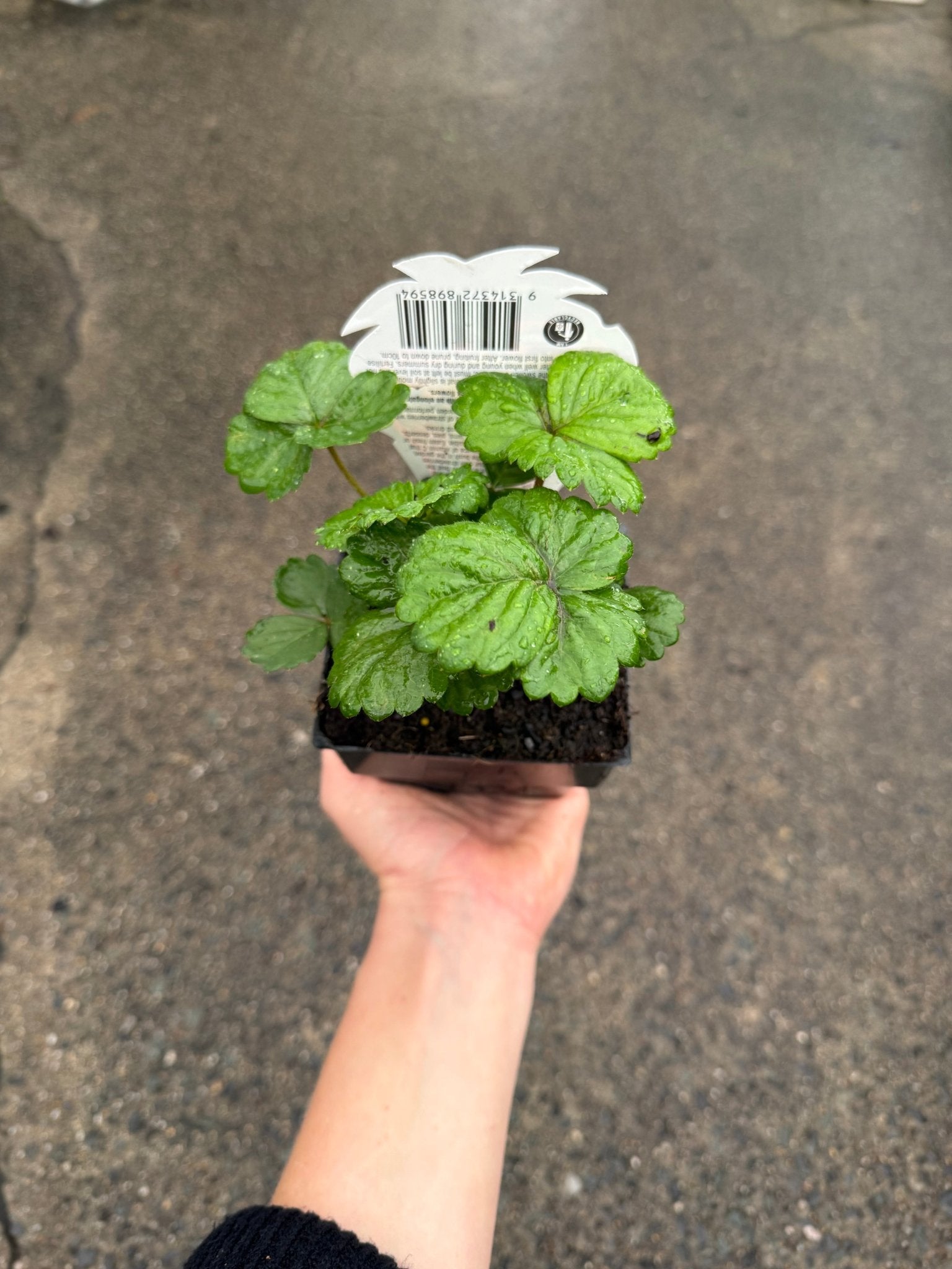 Strawberry 'Pinkie' - Ladybird Nursery