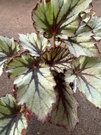 Begonia 'Nordic Glacier' - Ladybird Nursery