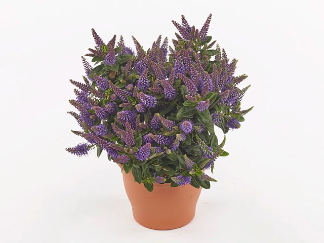 Hebe Kiwi Akiri - Ladybird Nursery