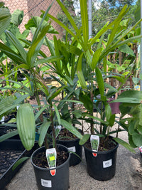 Lady Palm (Rhapis excelsa)