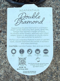 Agapanthus 'Double Diamond' - Ladybird Nursery