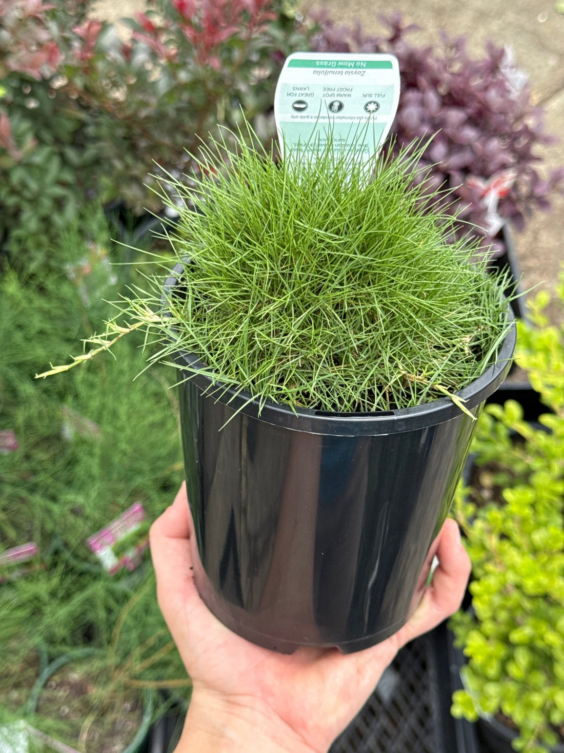 No Mow Grass - Ladybird Nursery