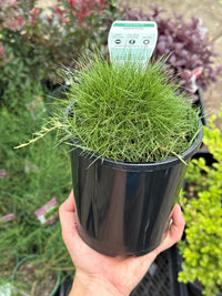 No Mow Grass - Ladybird Nursery
