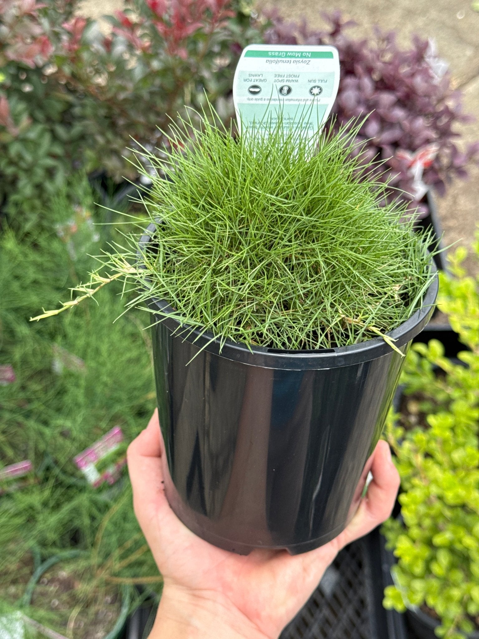 No Mow Grass - Ladybird Nursery