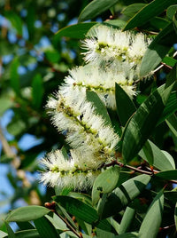 Weeping Paperbark Fine Leaf (Melaleuca leucadendra)