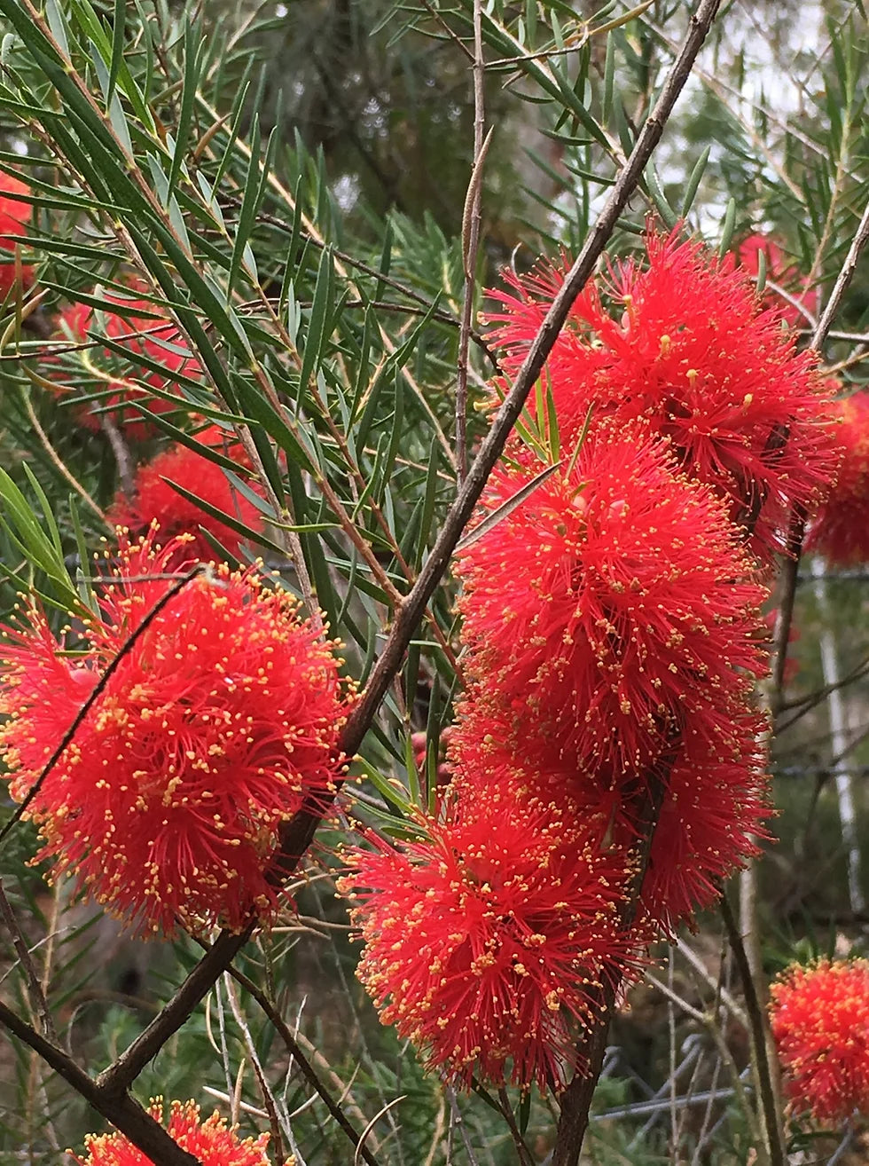 Scarlet Honey Myrtle Red (Melaleuca fulgens)