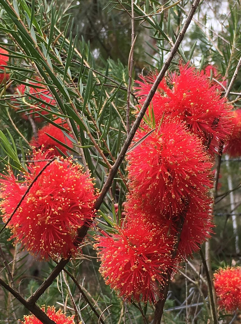 Scarlet Honey Myrtle Red (Melaleuca fulgens) - Ladybird Nursery