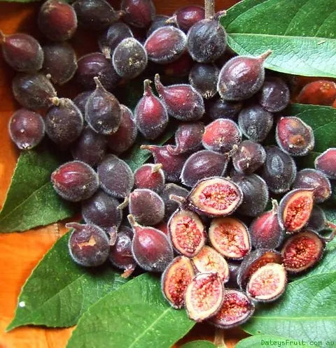 Sandpaper Fig (Ficus coronata)