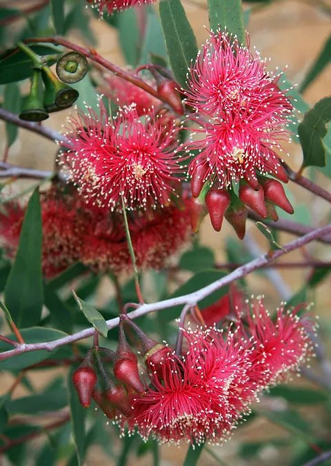 Hot Threads Eucalyptus (Eucalyptus erythronema) - Ladybird Nursery
