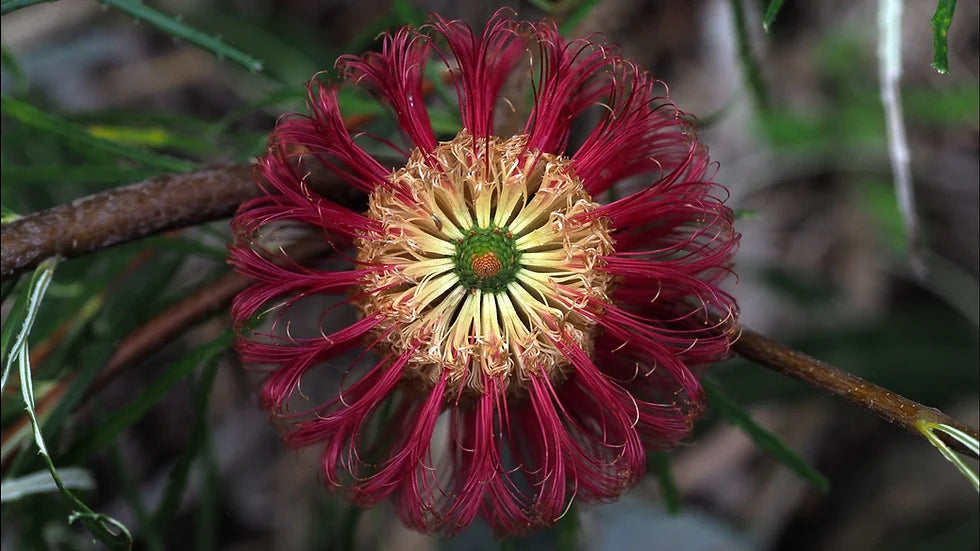 Red Swamp Banksia (Banksia occidentalis)