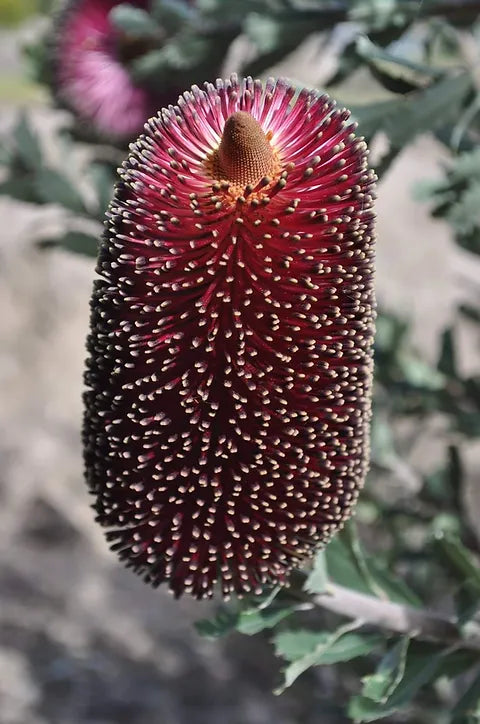 Red Cut-leaf Banksia Form (Banksia praemorsa)
