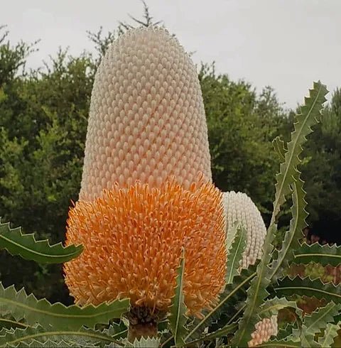 Dwarf Acorn Banksia (Banksia prionotes) - Ladybird Nursery