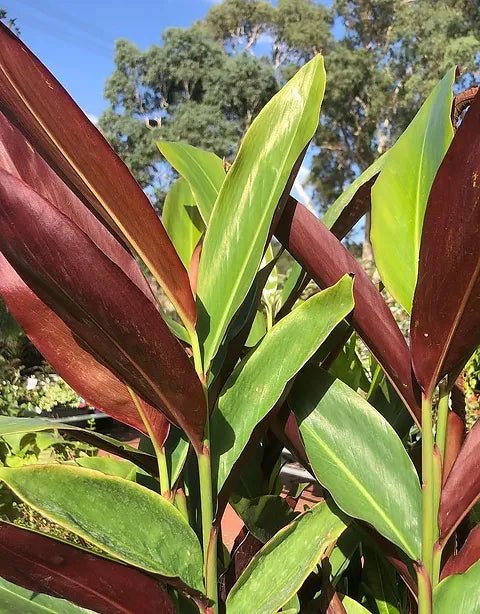Red Back Native Ginger (Alpinia caerulea) - Ladybird Nursery
