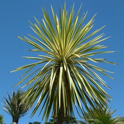 Cordyline Torbay Dazzler (Cordyline australis) - Ladybird Nursery