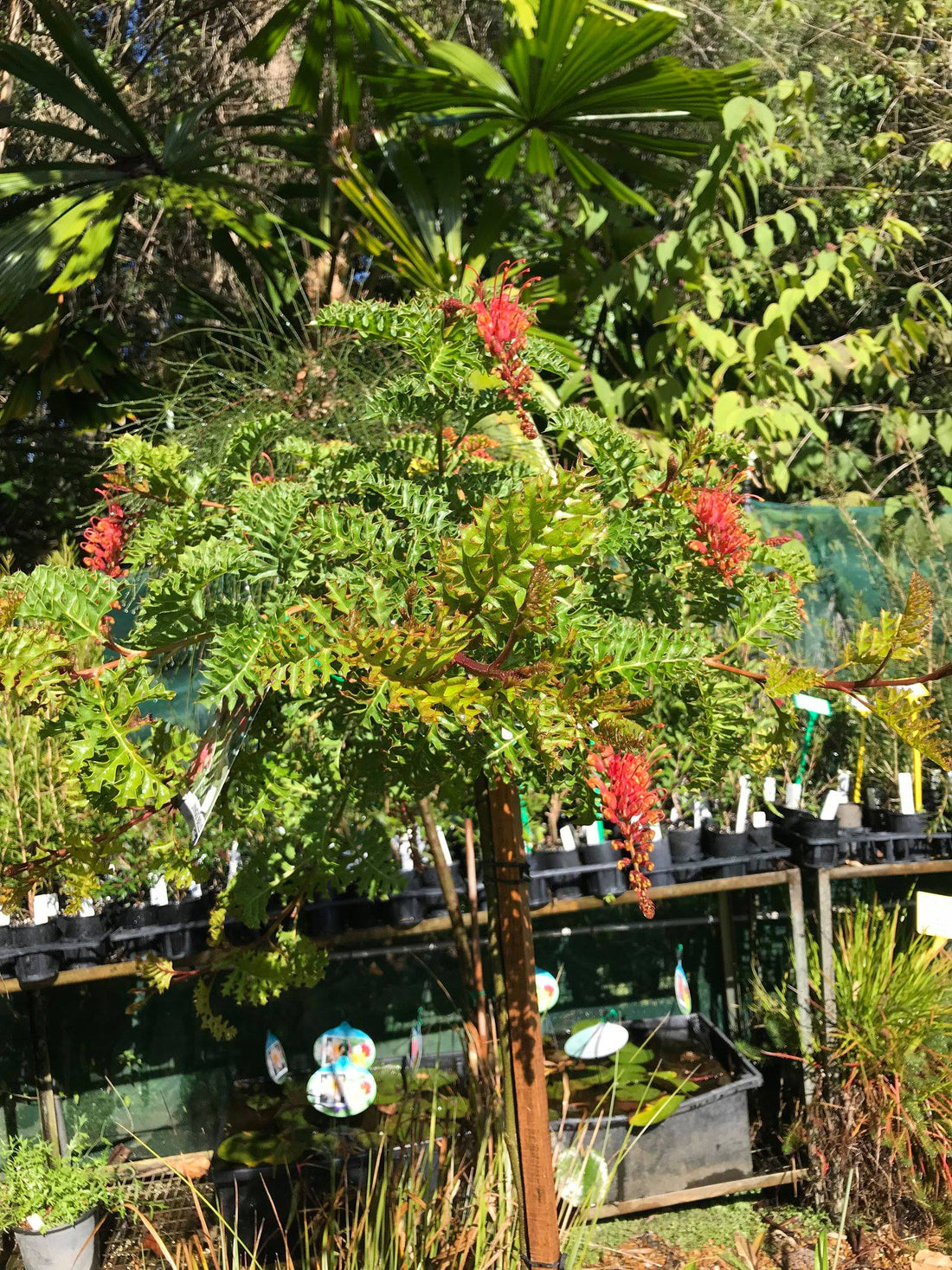Grevillea Jingle Bells Standards - Ladybird Nursery