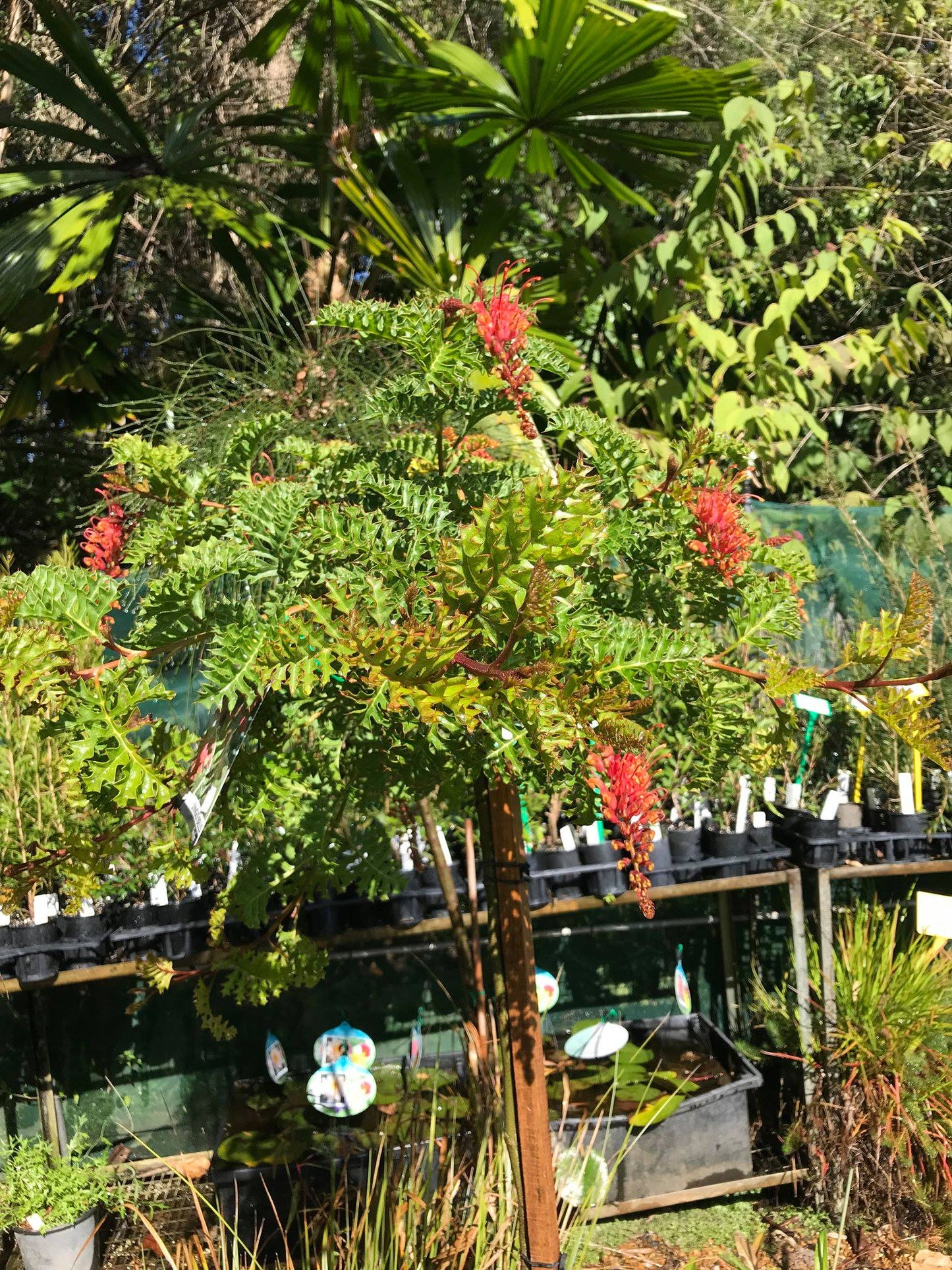 Grevillea Jingle Bells Standards