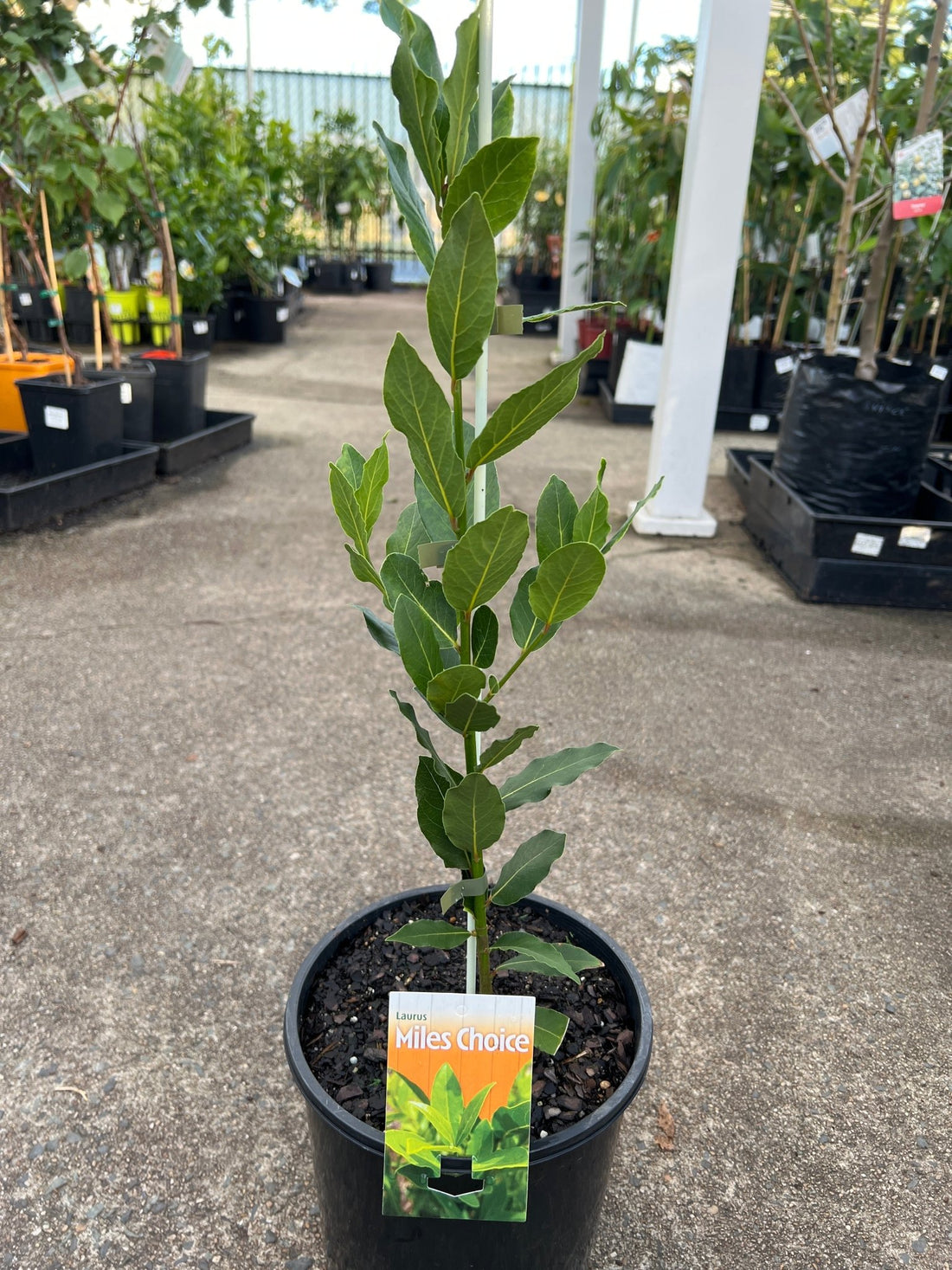 Bay Leaf Tree 'Miles Choice' (Laurus nobilis) - Ladybird Nursery