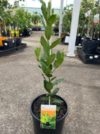 Bay Leaf Tree 'Miles Choice' (Laurus nobilis) - Ladybird Nursery