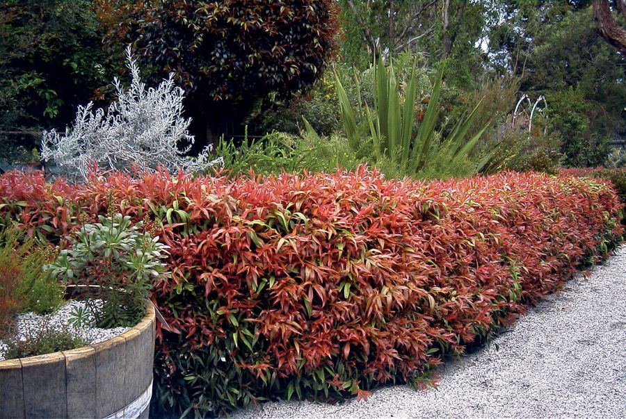 Bottlebrush Great Balls of Fire (Callistemon salignus)